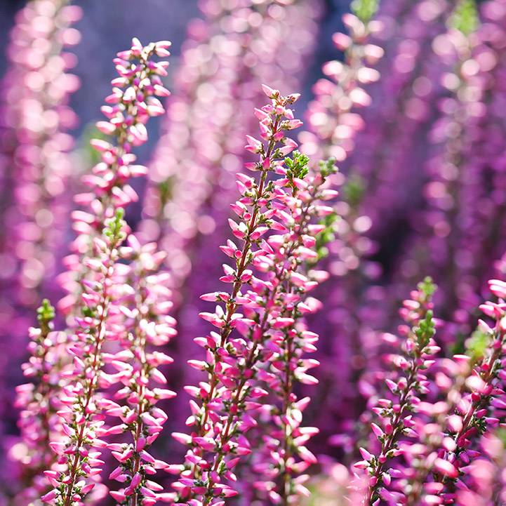 Heather Fragrance Oil