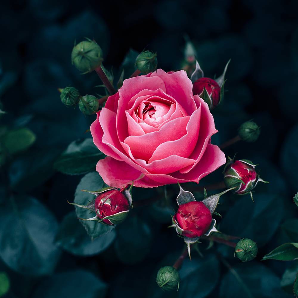 Rose Fragrance Oil - Allergen Free