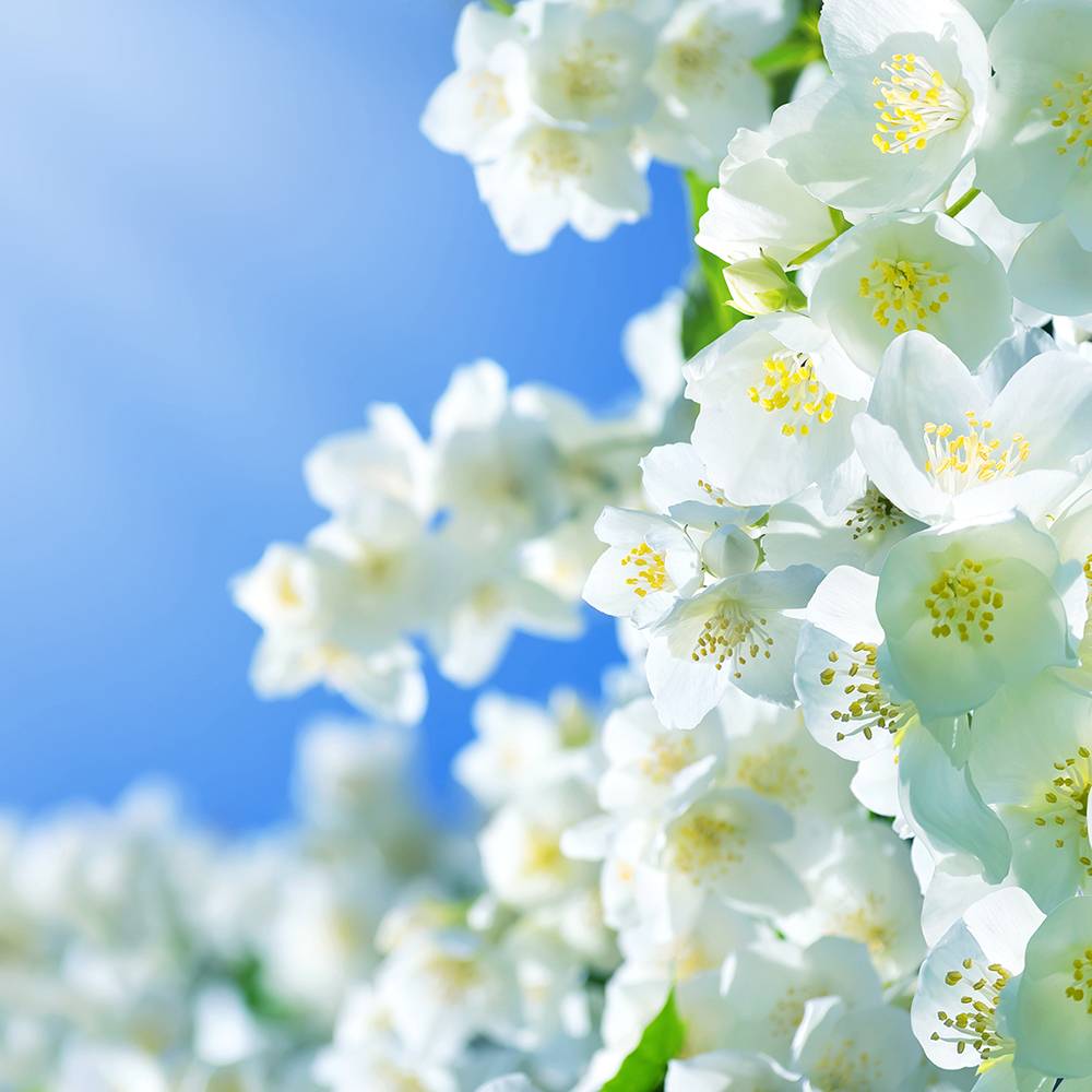 Jasmin Fragrance Oil - Allergen Free