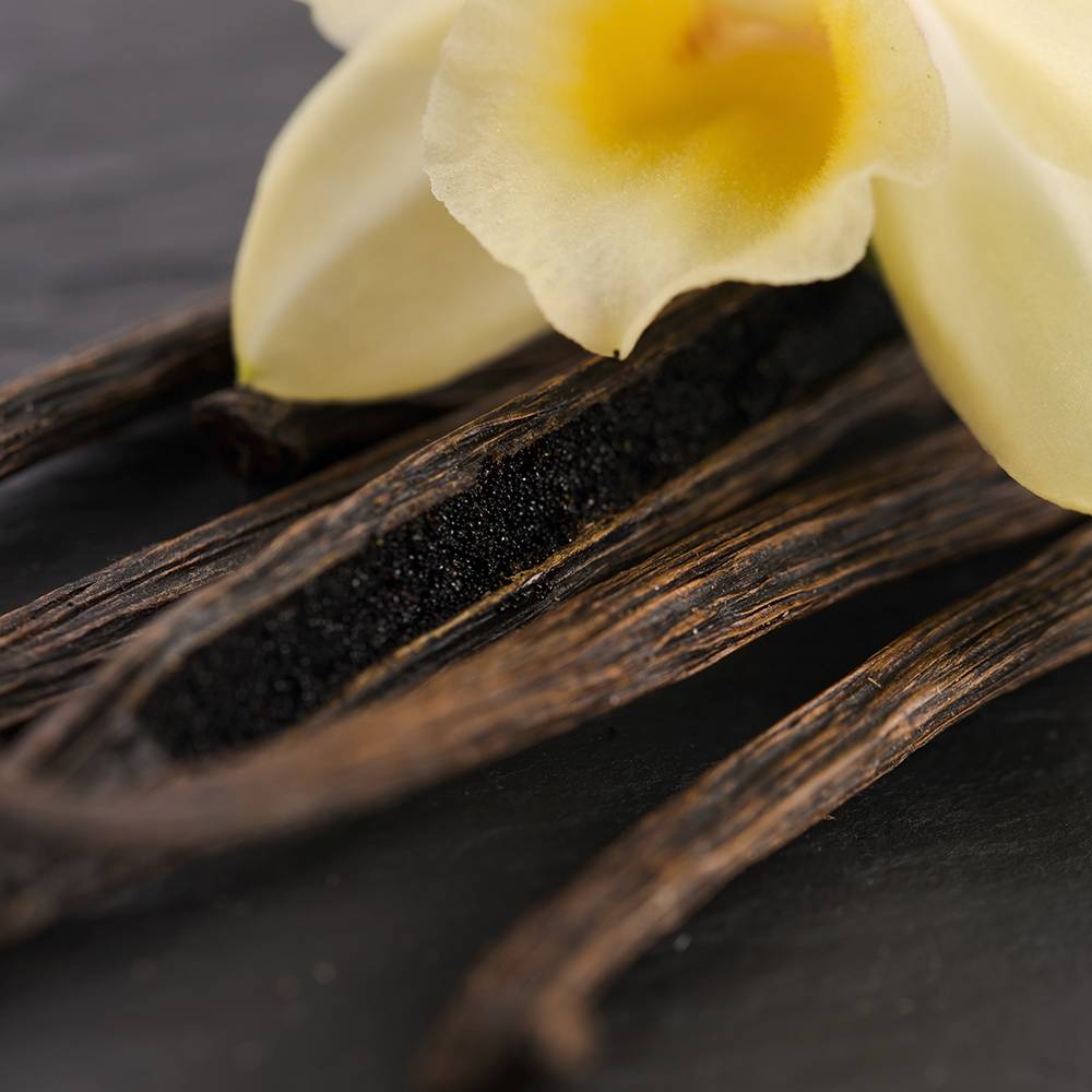 Vanilla Fragrance Oil - Allergen Free