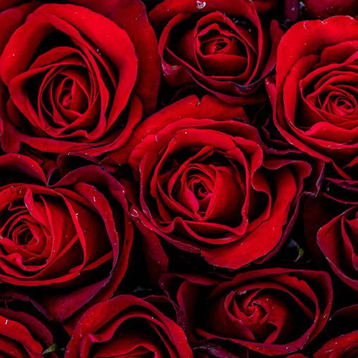 Rose Absolute, Dilute 5% in Grapeseed