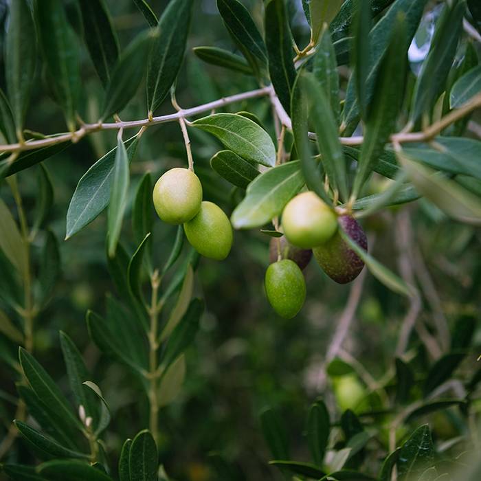 9409 Olive Oil, Extra Virgin