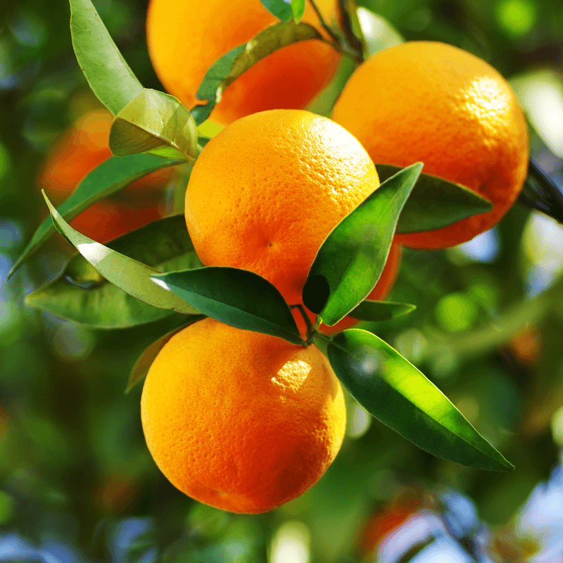 TSK-ESS0015 Orange Essential Oil, Sweet